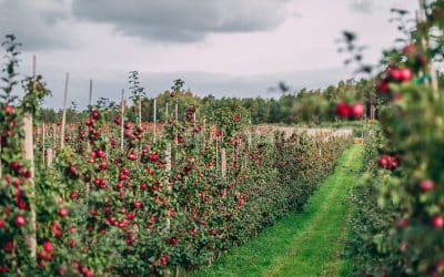 Sadonkorjuujuhla, Skördefesten – hinta alk. 289€/hlö